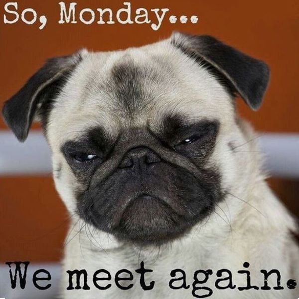 pug monday