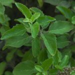 Health Benefits of Holy Basil