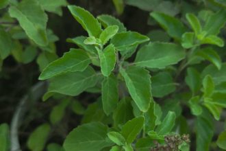 Health Benefits of Holy Basil