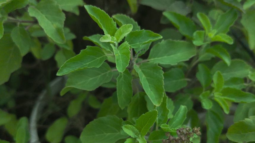 Health Benefits of Holy Basil