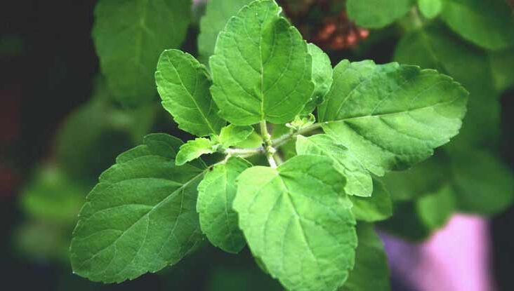 Health Benefits of Tulsi leaves